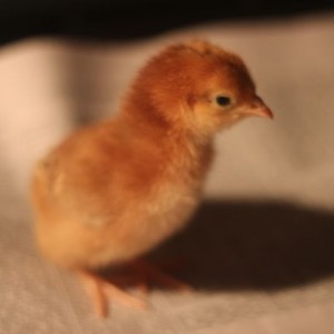 chicks