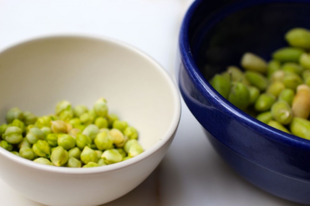 fresh garbanzo beans, fresh chick peas, 