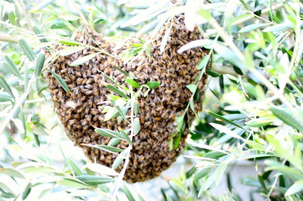 honey bee hives, rescuing bees
