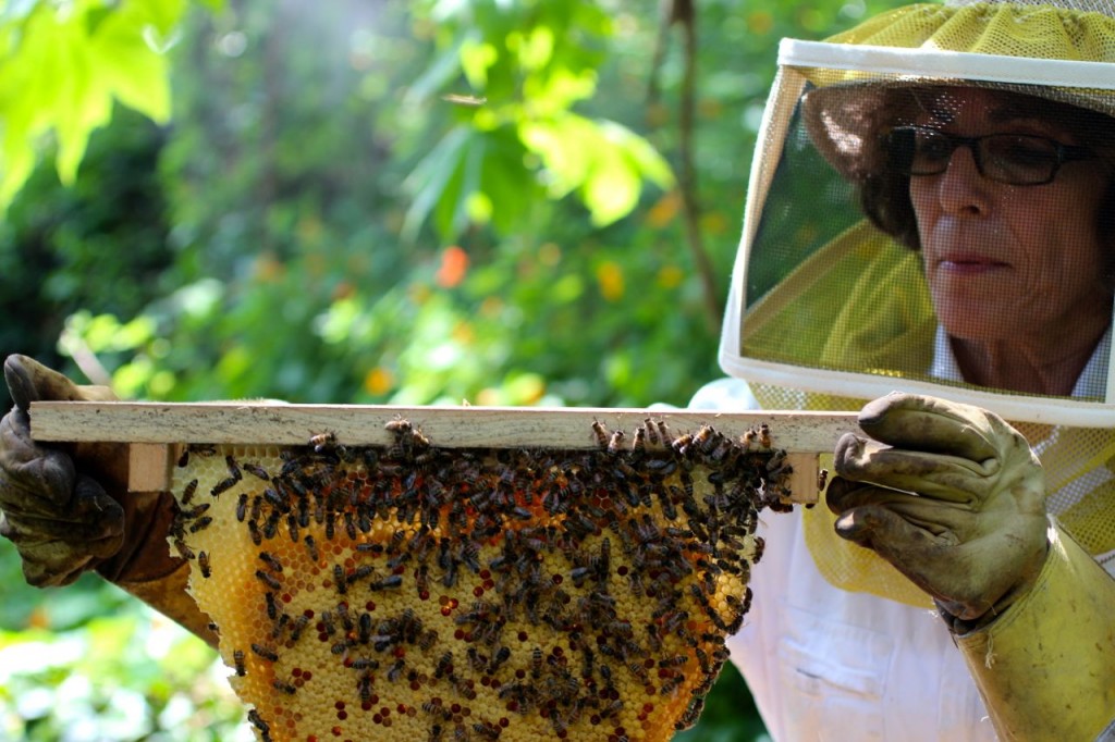 Bee hives, backyard bee keeping 