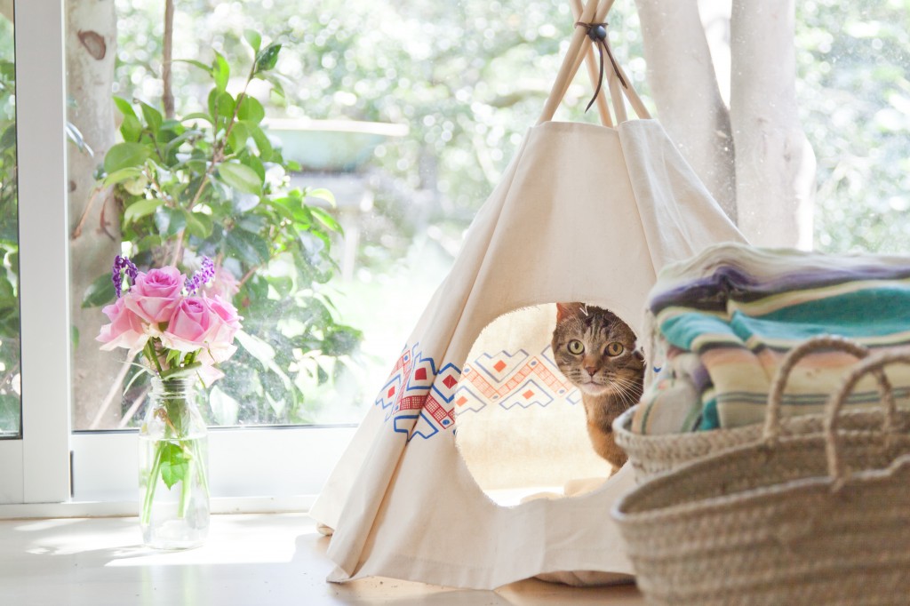 cat tipi