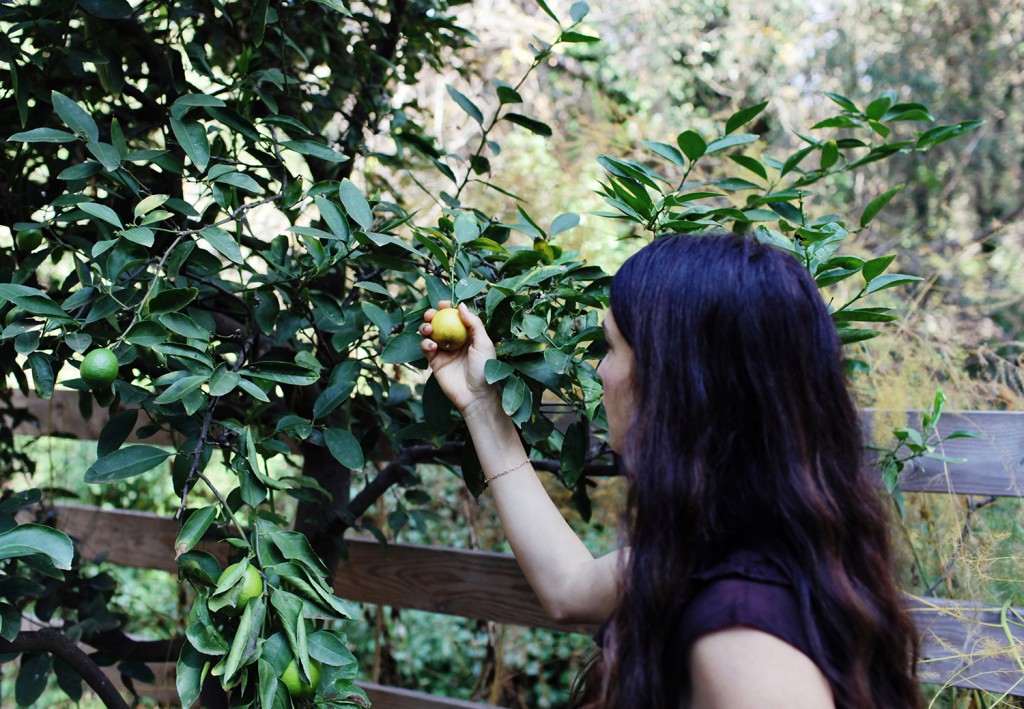 shiva rose, persian cooking 