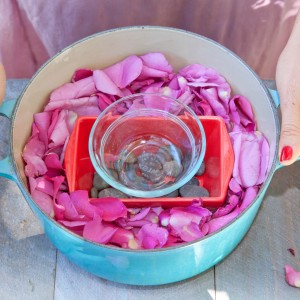 Making rose water, DIY rose water toner, The Local Rose, Shiva Rose