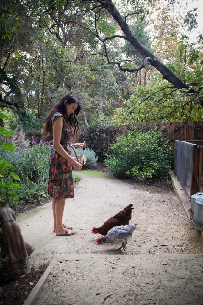 raising chickens, shiva rose 