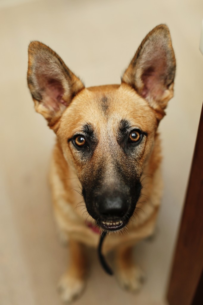 Luna contemplating how to have a slice of pie. 