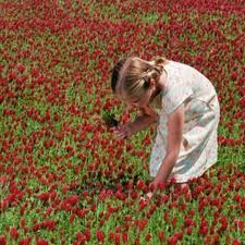 Red Clover Tea