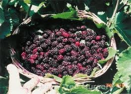 Taste of Heaven = Persian Mulberries